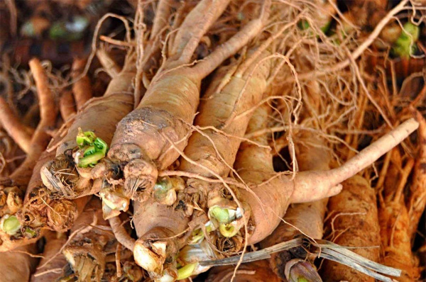 Капсулы Гинго Билоба с Женьшенем (Ginkgo Biloba&Ginseng) тонизирующее средство для мозга 100 шт.