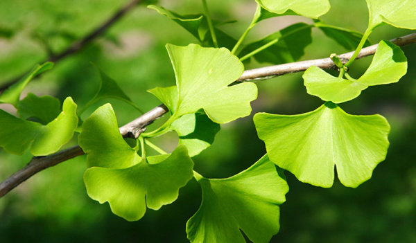 Капсулы Гинго Билоба с Женьшенем (Ginkgo Biloba&Ginseng) тонизирующее средство для мозга 100 шт.