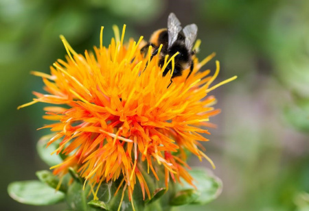 Капсулы Сафлор (Safflower) при заболеваниях желчного пузыря и для снижения холестерина 100 шт.